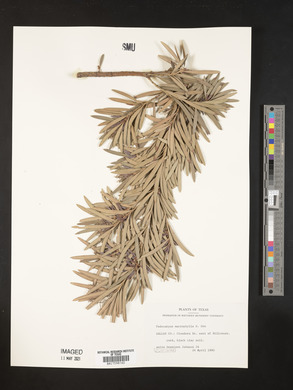 Podocarpus macrophylla image