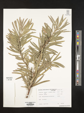 Podocarpus macrophyllus image