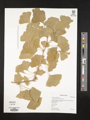 Ginkgo biloba image