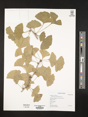 Ginkgo biloba image