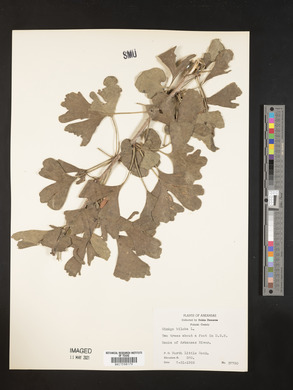 Ginkgo biloba image