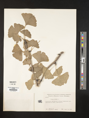 Ginkgo biloba image