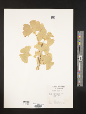 Ginkgo biloba image