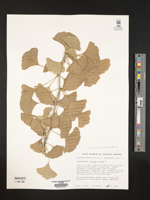 Ginkgo biloba image