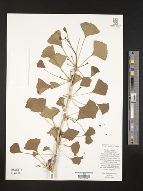 Ginkgo biloba image
