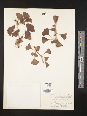 Ginkgo biloba image