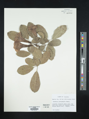 Tabebuia heterophylla image