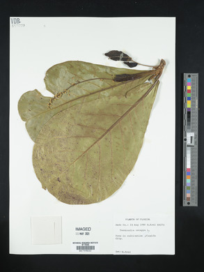 Terminalia catappa image
