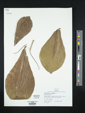 Terminalia catappa image