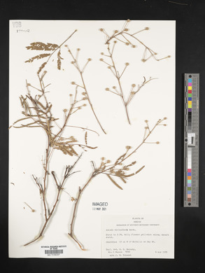 Acacia berlandieri image