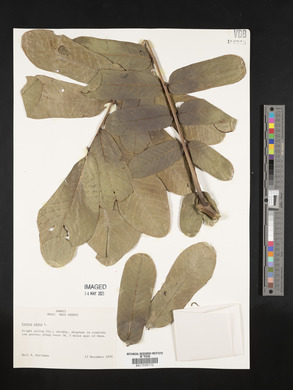 Senna alata image