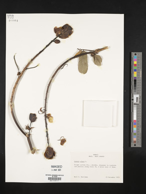 Senna alata image