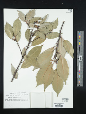 Quercus glauca image
