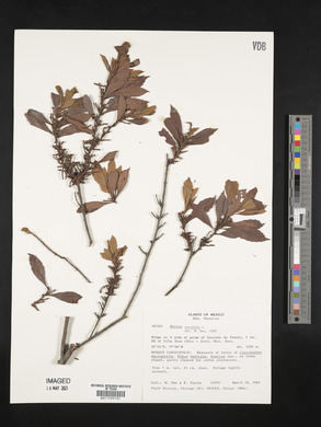 Myrica cerifera image