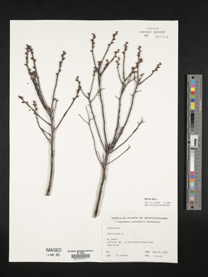 Myrica gale image