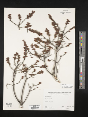 Myrica gale image