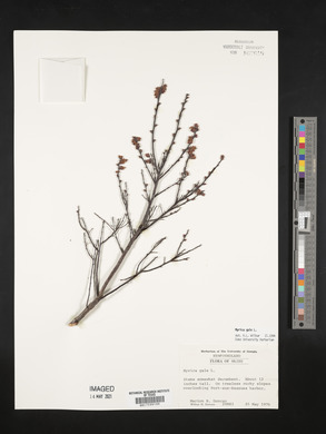 Myrica gale image