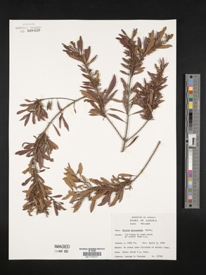 Media resource of Myrica microcarpa