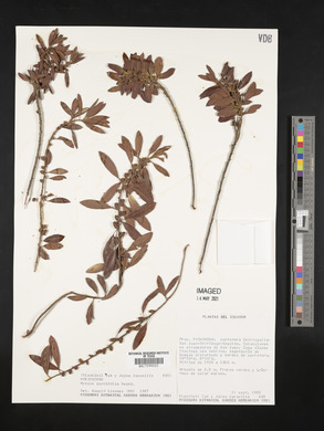 Morella parvifolia image