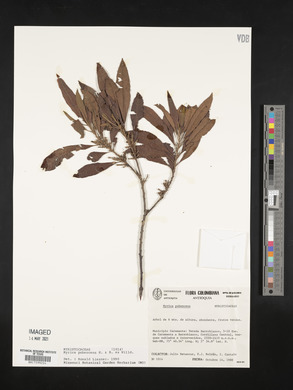 Myrica pubescens image