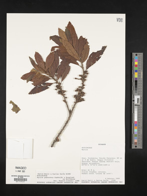 Myrica pubescens image