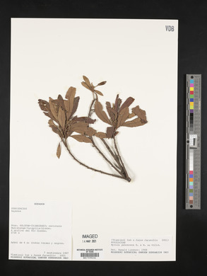 Myrica pubescens image