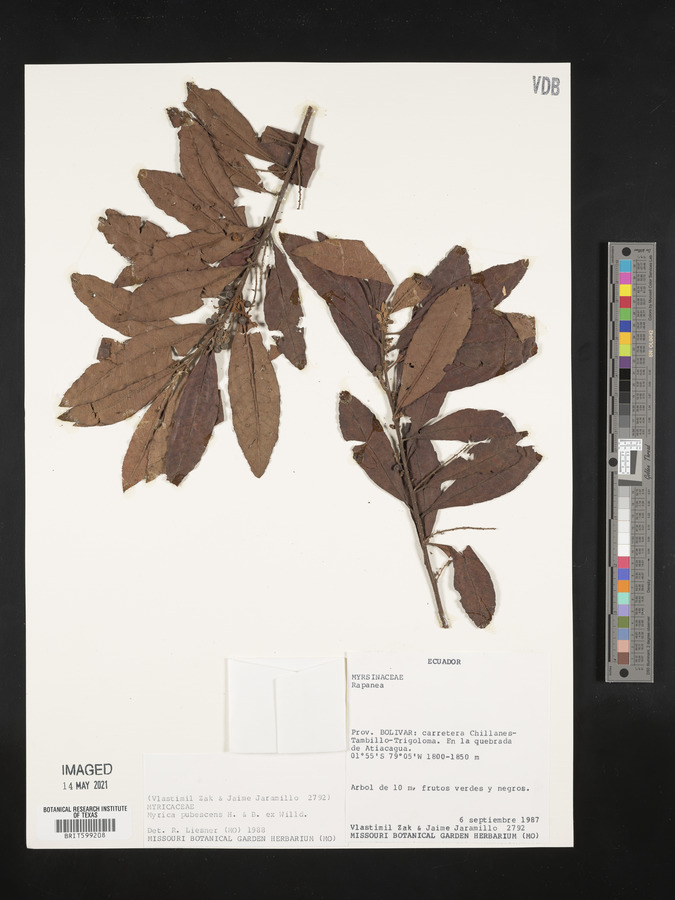 Myrica pubescens image