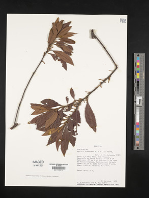 Myrica pubescens image
