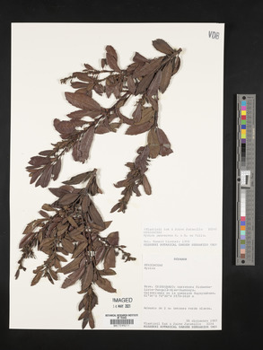 Myrica pubescens image