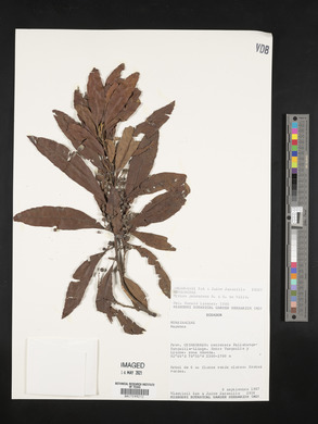 Myrica pubescens image