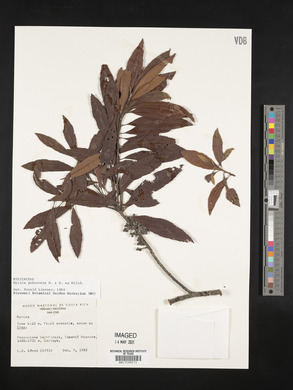 Myrica pubescens image