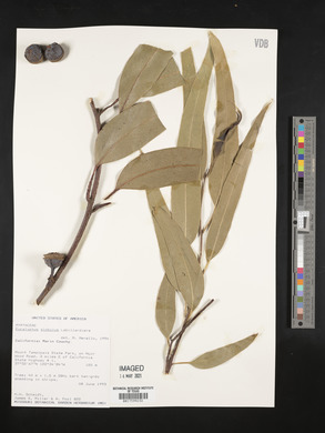 Eucalyptus globulus image