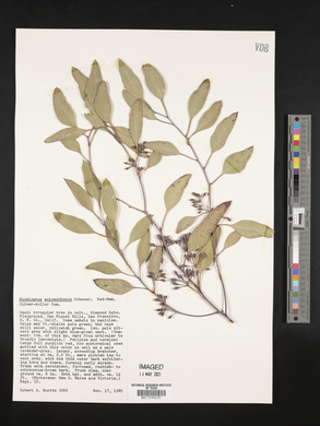 Eucalyptus polyanthemos image