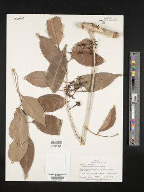 Syzygium cumini image
