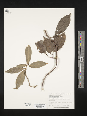 Guapira standleyana image