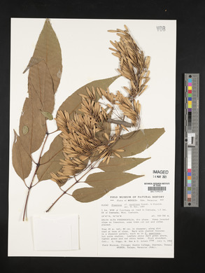 Fraxinus uhdei image