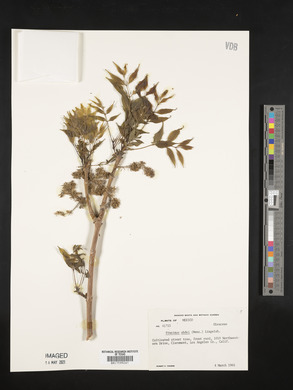 Fraxinus uhdei image