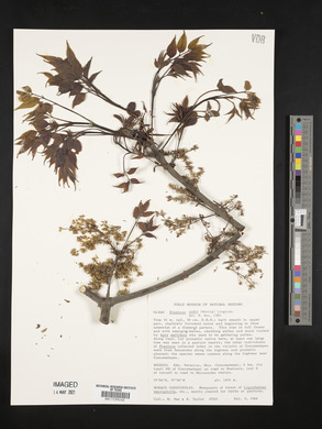 Fraxinus uhdei image