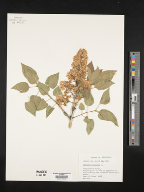 Syringa vulgaris image