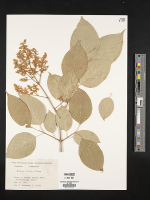 Syringa reticulata image