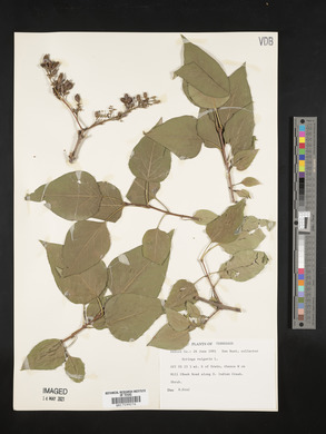 Syringa vulgaris image