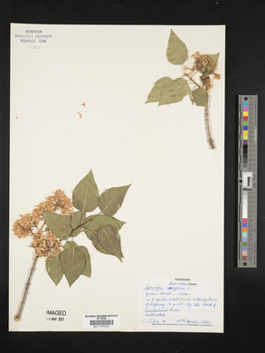 Syringa vulgaris image