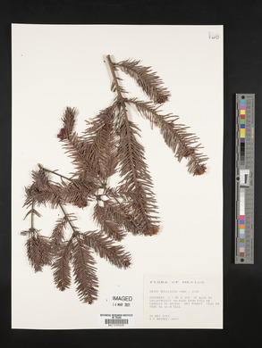 Abies religiosa image