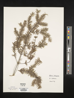 Abies religiosa image