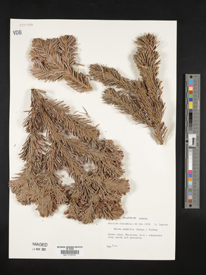 Abies amabilis image
