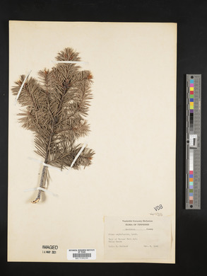 Abies cephalonica image