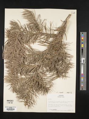 Abies concolor image