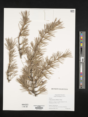 Cedrus deodara image