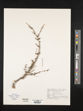 Cedrus libani image