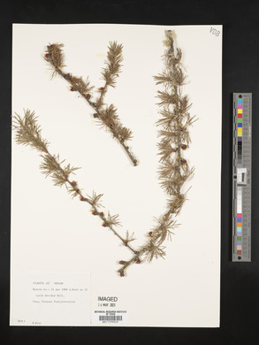 Larix decidua image